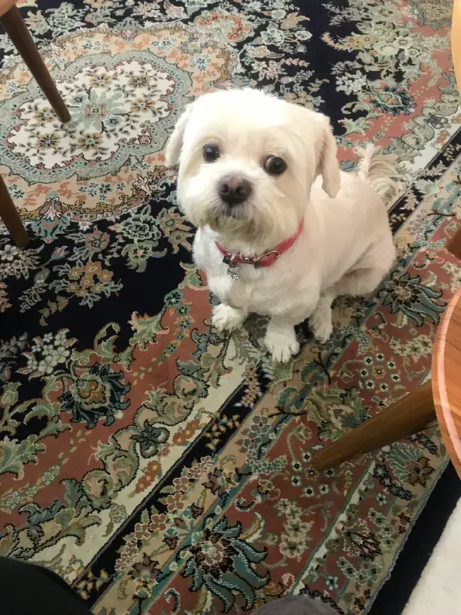 واگذاری سگ ماده شیتسو مالتیز|سگ|نوشهر, |دیوار