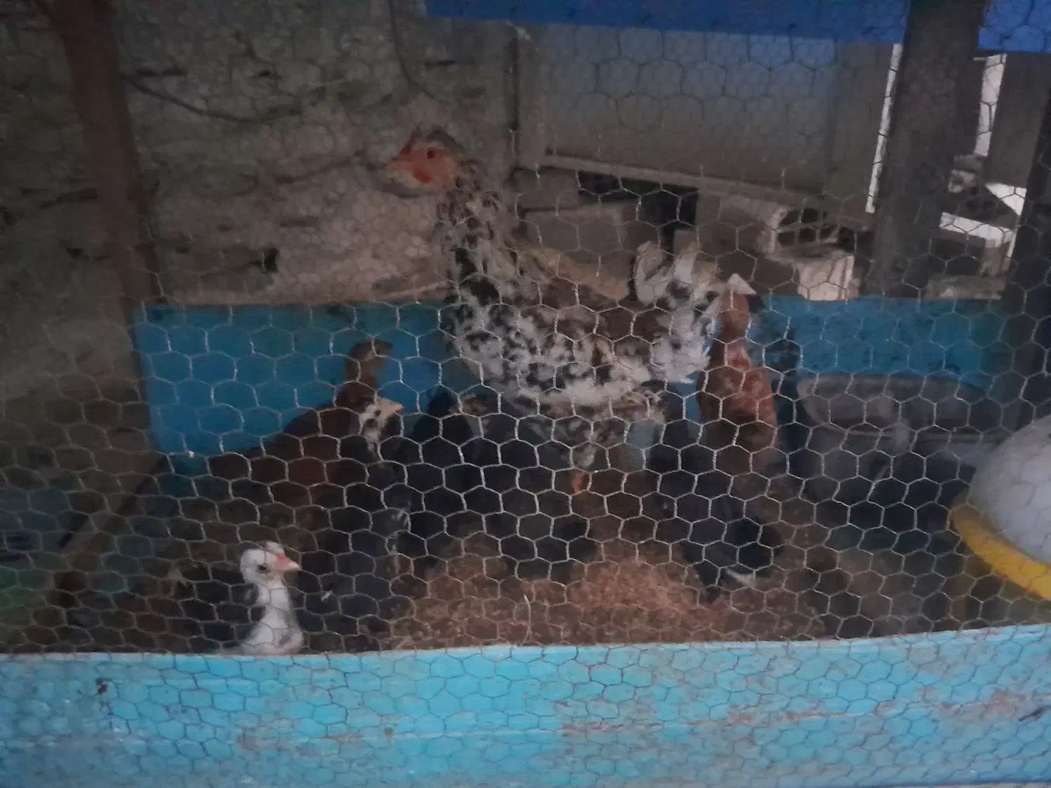 مرغ خروس محلی و گلینی|حیوانات مزرعه|کردکوی, |دیوار