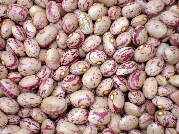 لوبیا چیتی درجه ۱|خوردنی و آشامیدنی|قم, شهرک امام حسین|دیوار