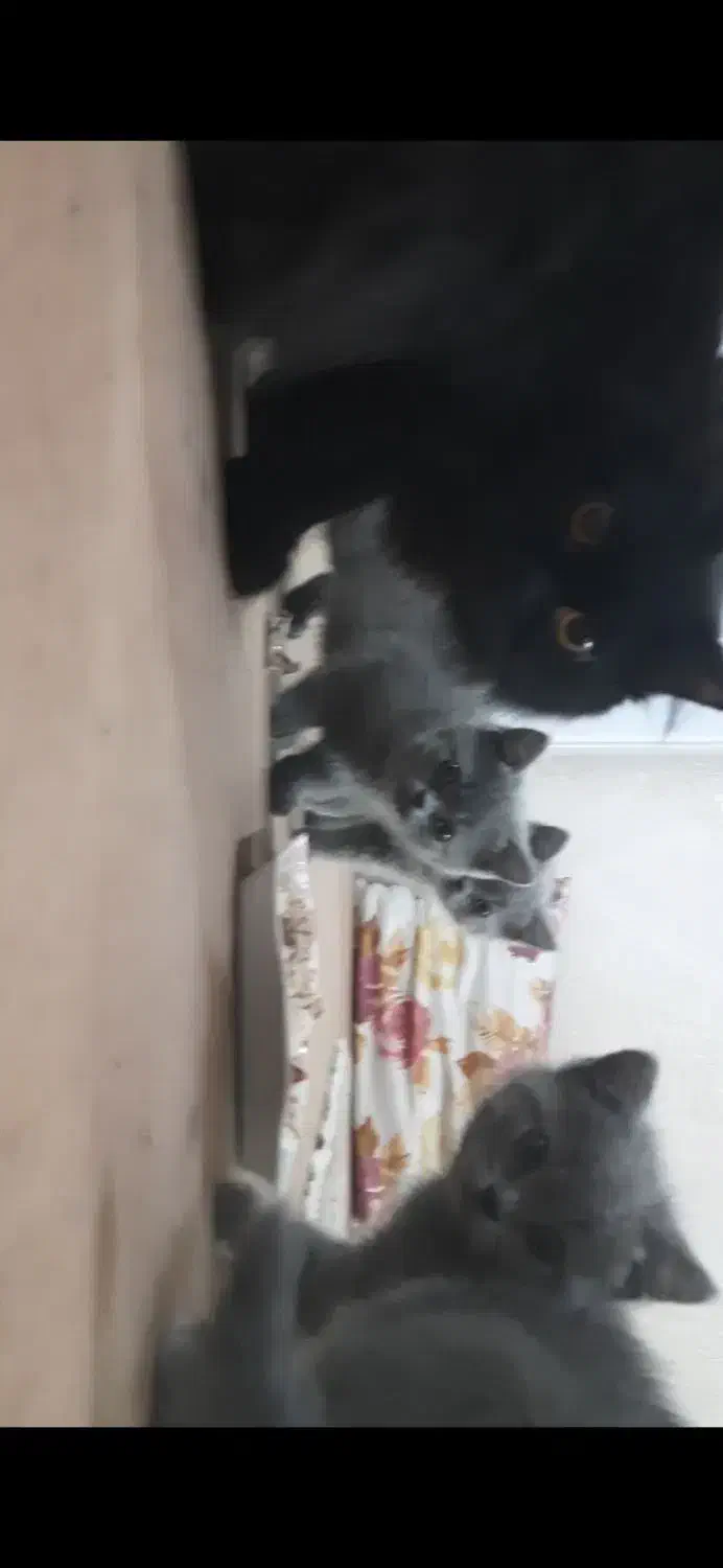 گربه پرشین اسکاتیش مشگی|گربه|ری, دولت‌آباد|دیوار