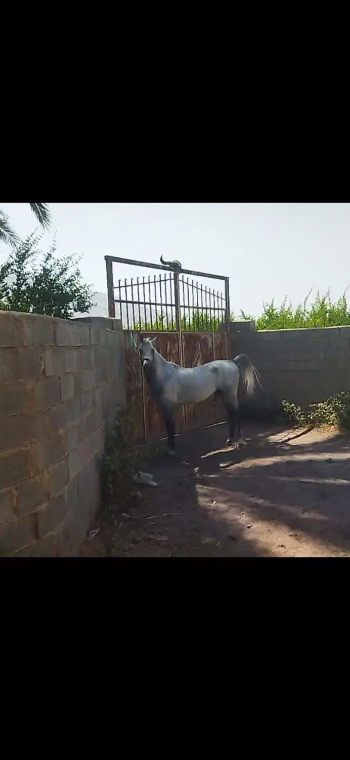 اسب نریان ومادیان با کره|اسب و تجهیزات اسب‌سواری|کازرون, |دیوار