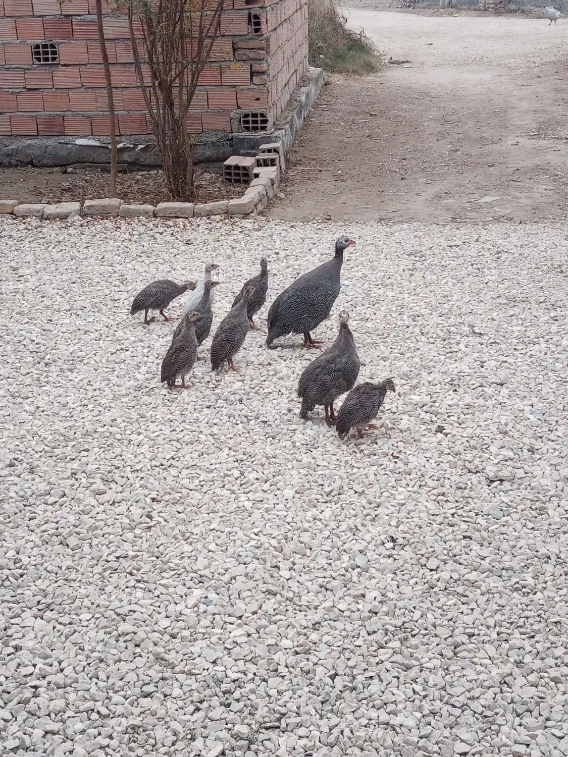 شاخدار|حیوانات مزرعه|سیجوال, |دیوار