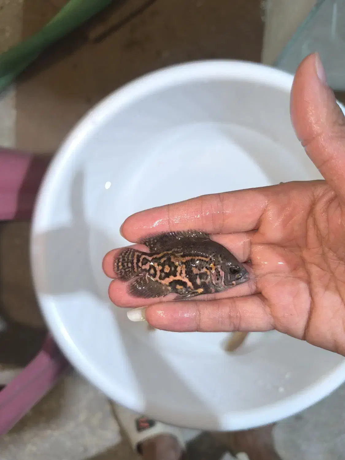 فروش ماهی اسکار و سورم|ماهی|مشهد, انقلاب|دیوار