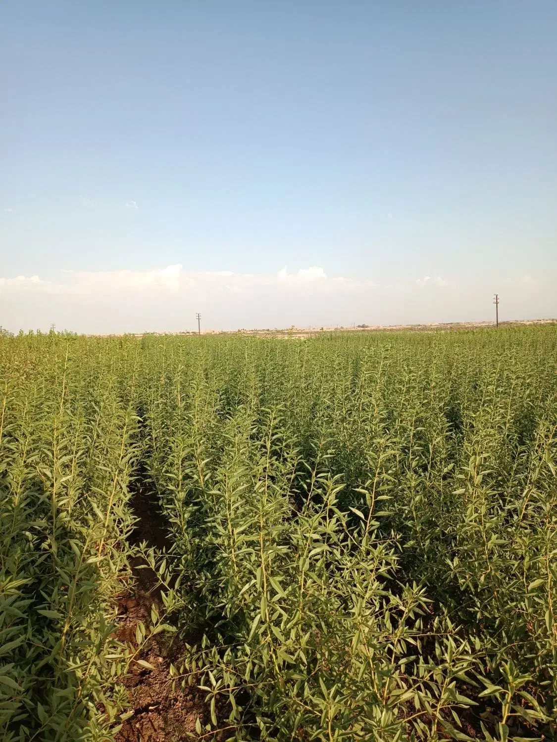 تولید و فروش نهال شناسه دار ۴۰ سال سابقه|خدمات باغبانی و درختکاری|شبستر, |دیوار