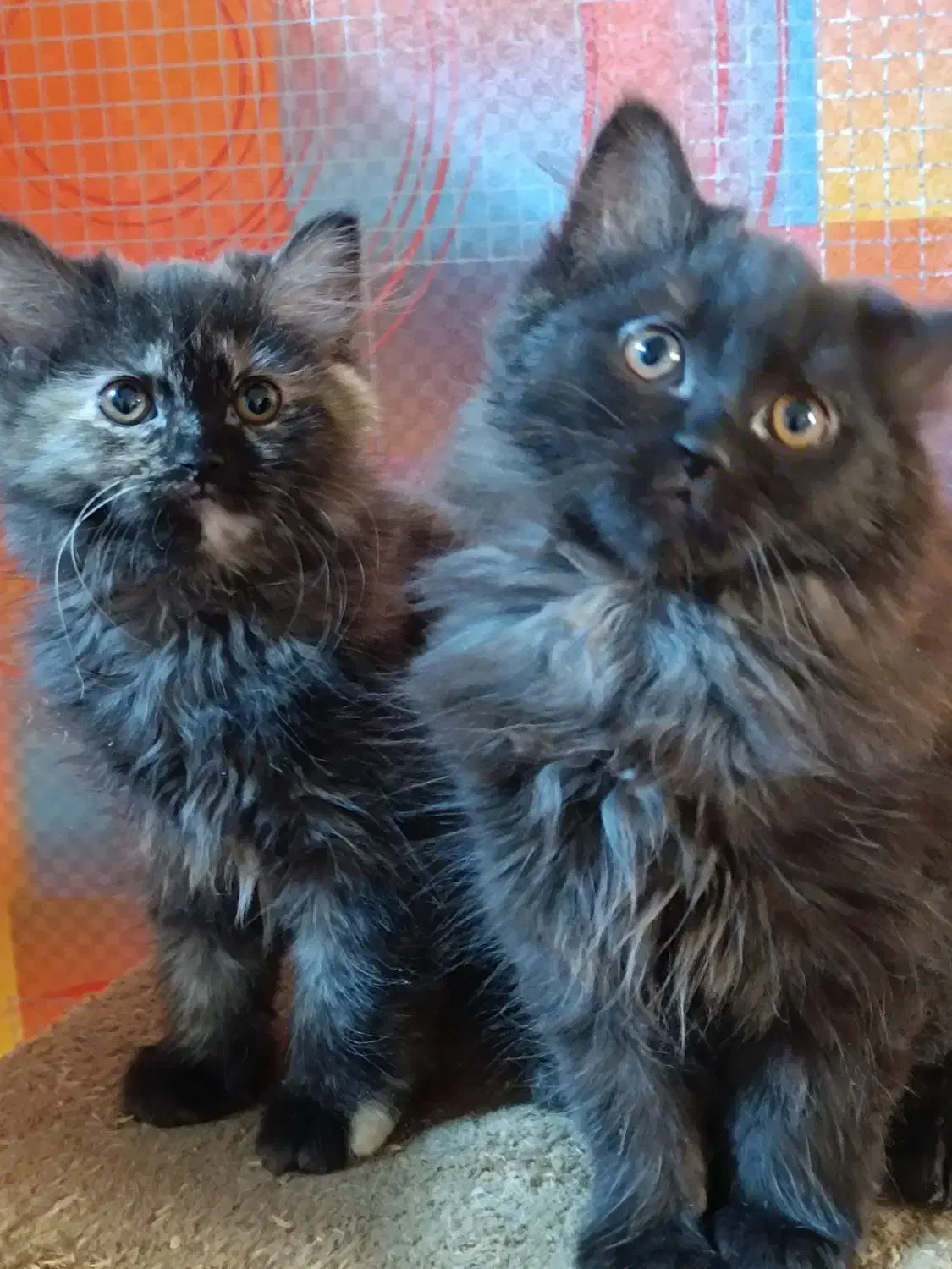 گربه پرشین|گربه|شیراز, درکی|دیوار