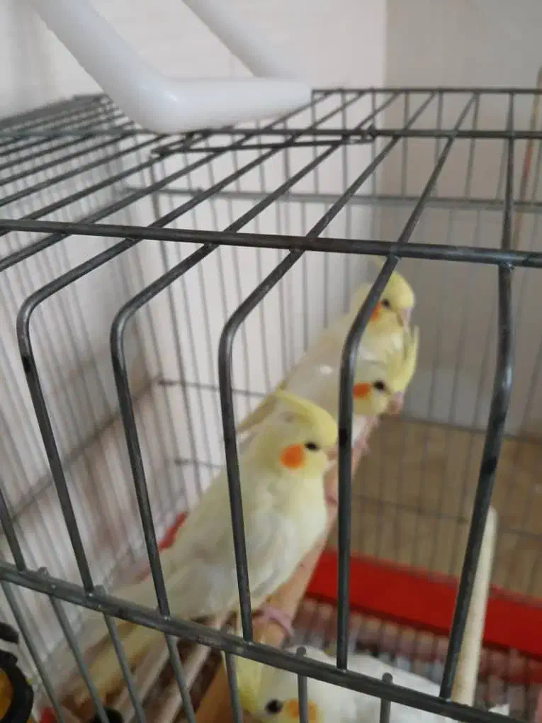 طوطی لوتیتو|پرنده|نجف‌آباد, شریعتی غربی|دیوار