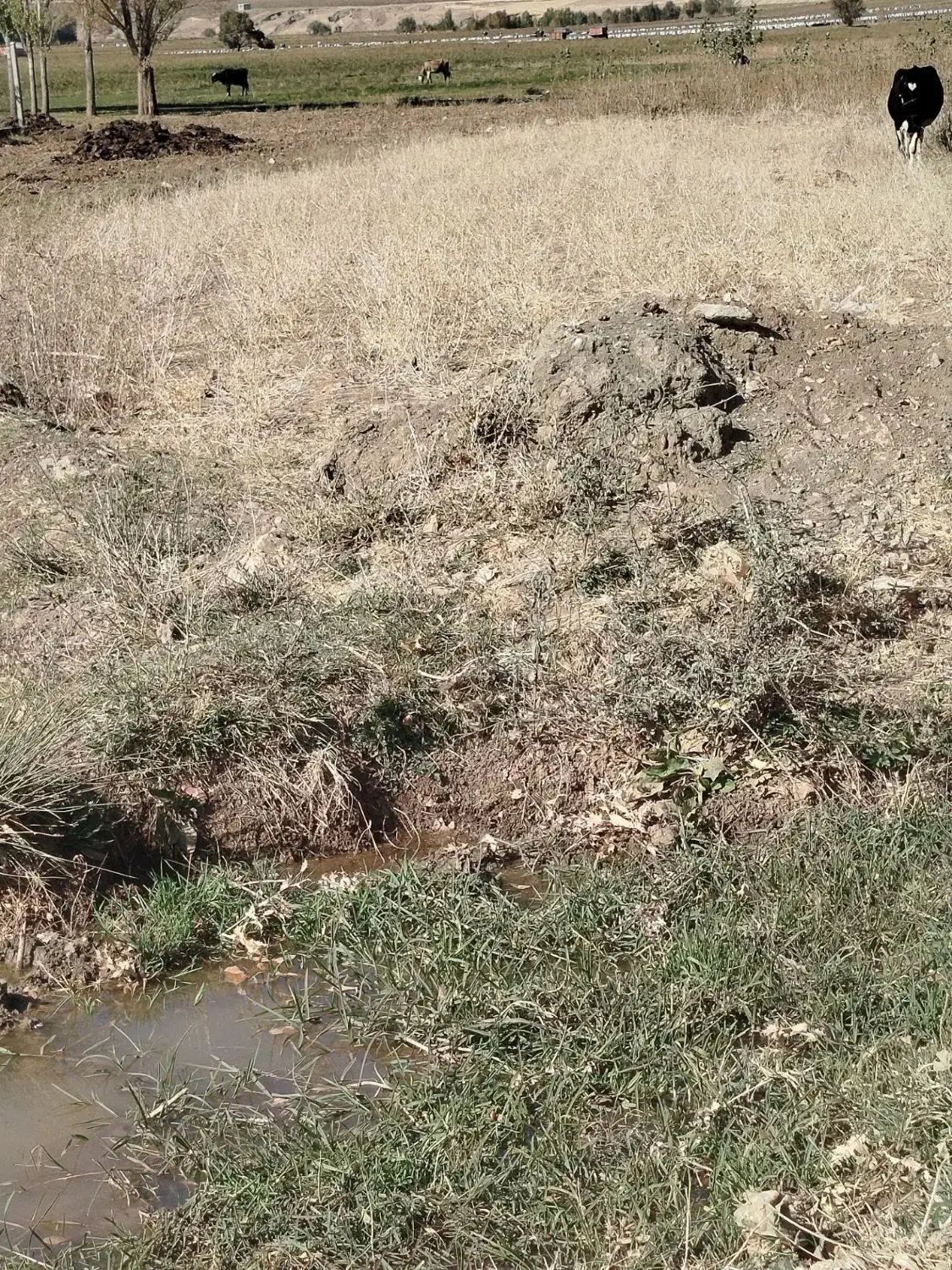 فروش زمین در روستای سیاوش آباد به متراژ ۵۰۰متر|فروش زمین و ملک کلنگی|ازنا, |دیوار