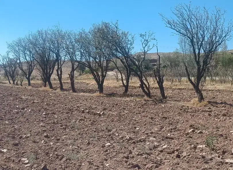 درخت ، چوب ،کنده|خدمات باغبانی و درختکاری|سلیمان, |دیوار