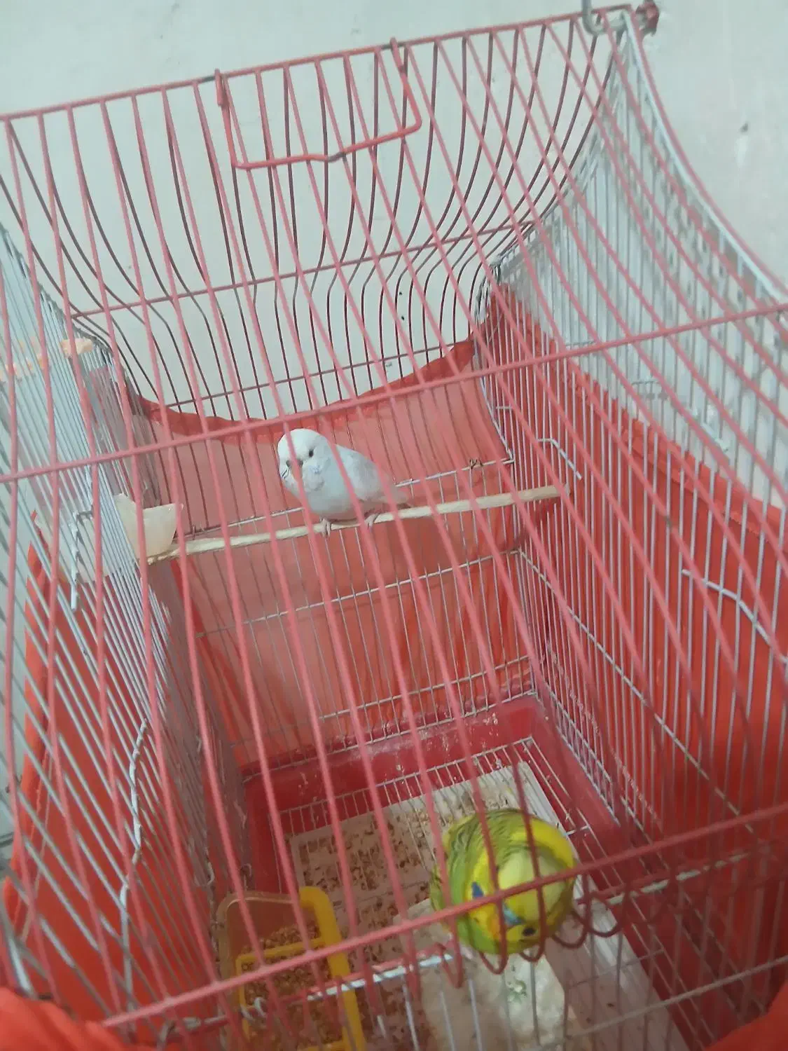 پرنده|پرنده|سرپل ذهاب, |دیوار