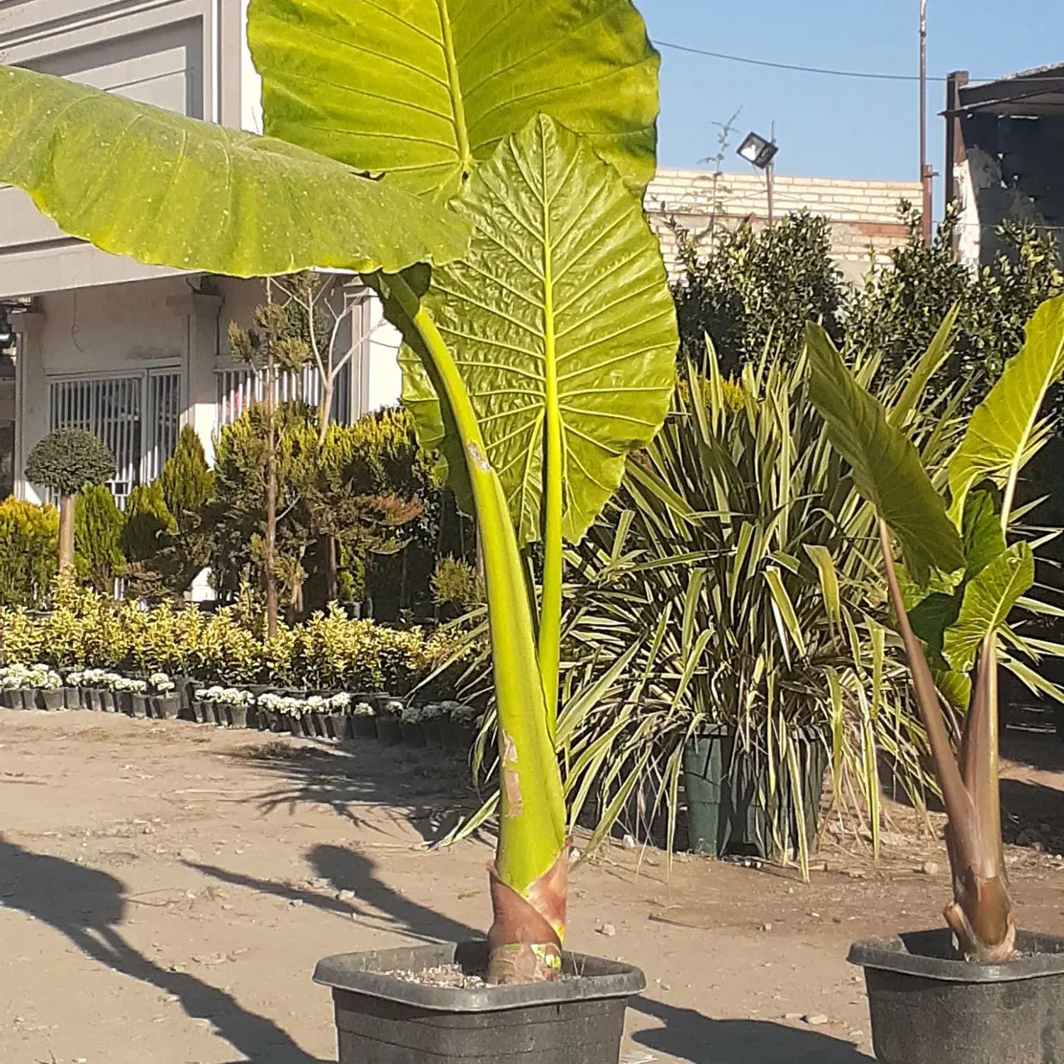 کار گر گلخانه|استخدام خدمات فروشگاه و رستوران|شاندیز, |دیوار