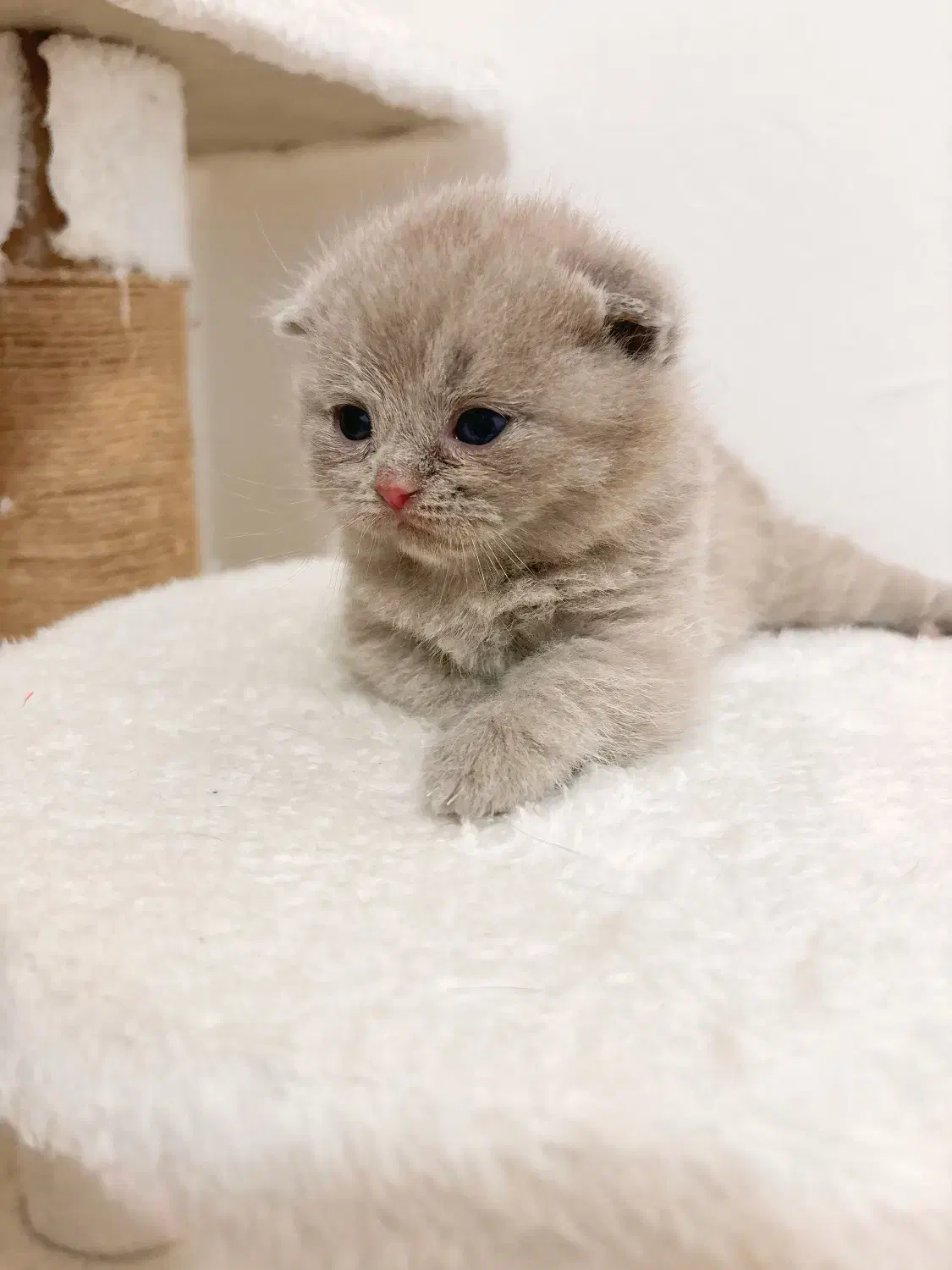 گربه|گربه|نیشابور, شهرک قدس|دیوار