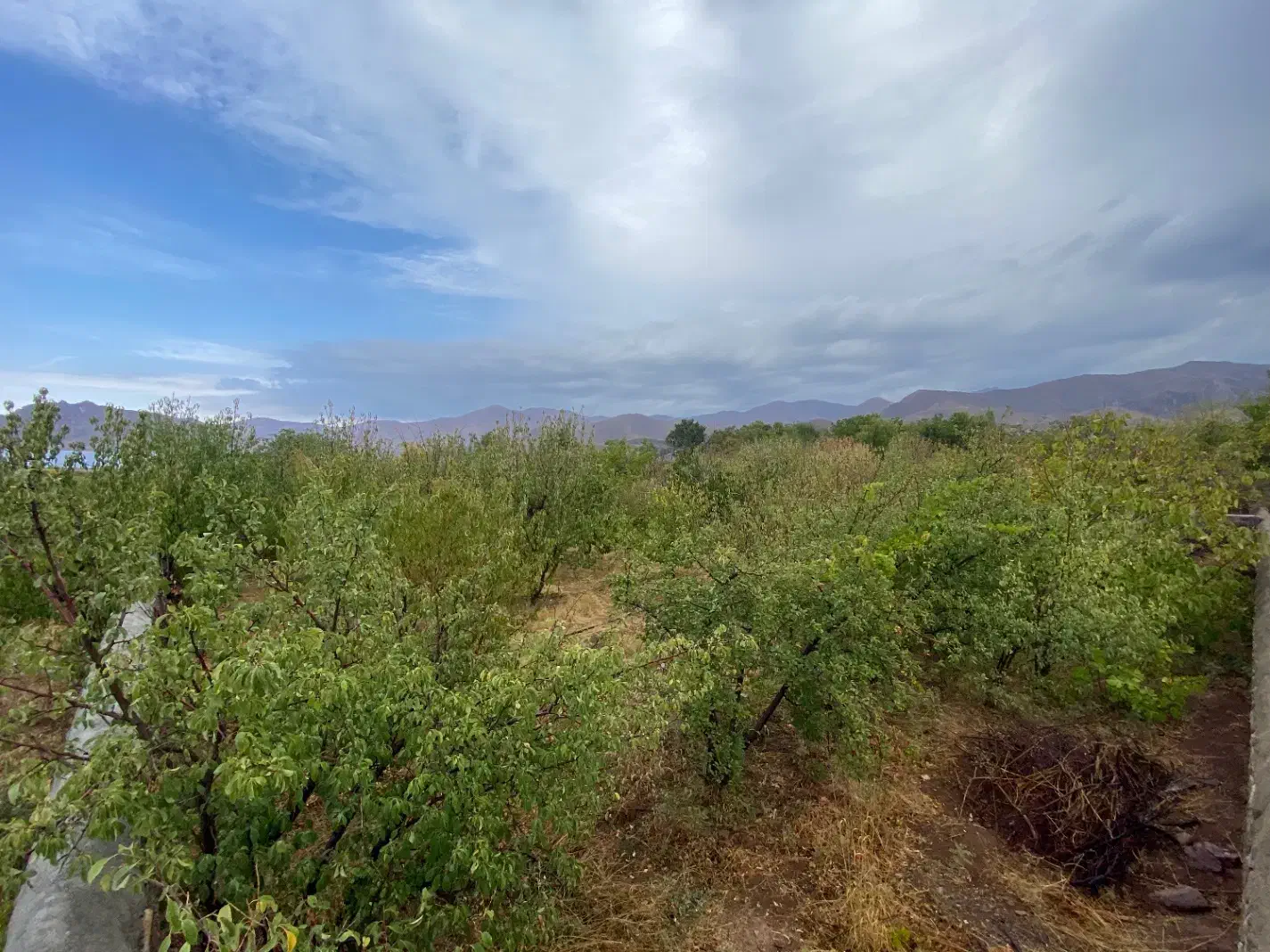 فروش باغ میوه در فشند|فروش زمین و ملک کلنگی|هشتگرد, فشند|دیوار