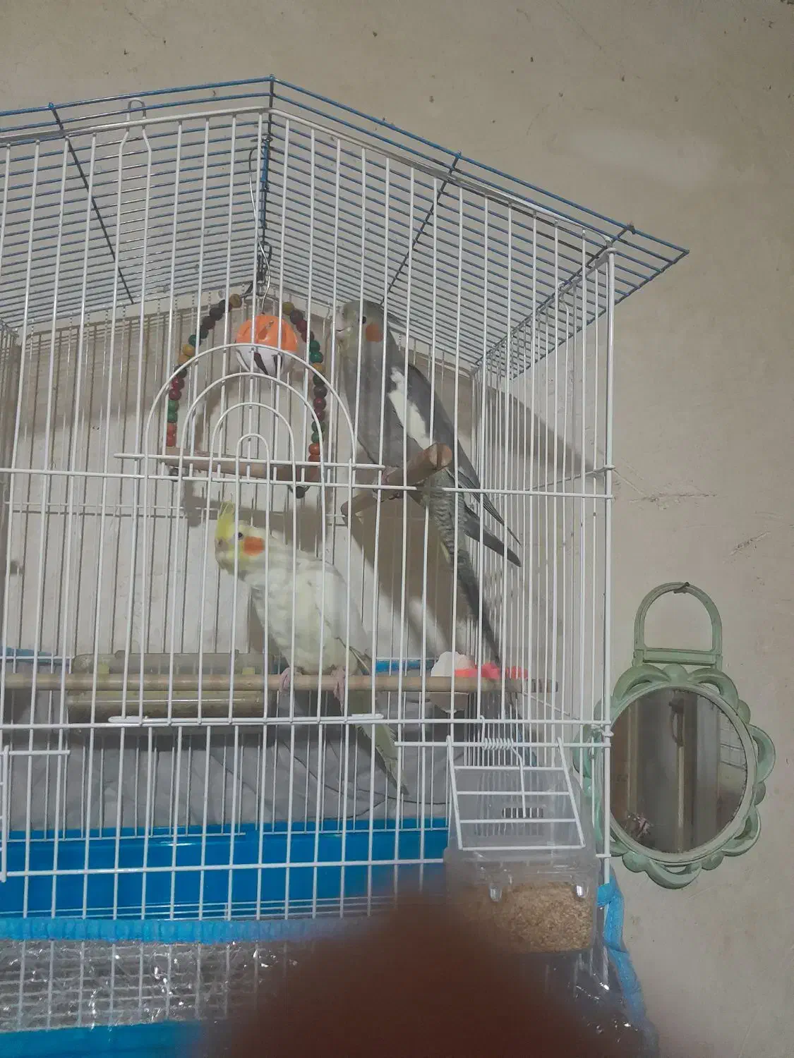 طوطی عروس|پرنده|رشت, سلیمانداراب|دیوار