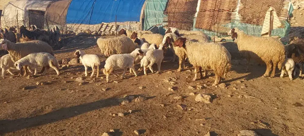 ۱۰عدد گوسفند و بره سنجابی|حیوانات مزرعه|سرپل ذهاب, |دیوار