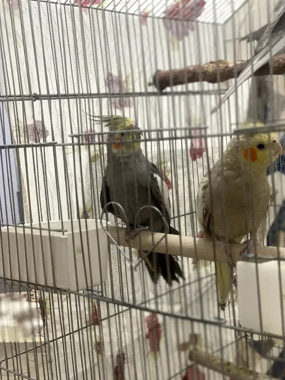 جفت عروس هلندی جون|پرنده|مرودشت, گندم|دیوار