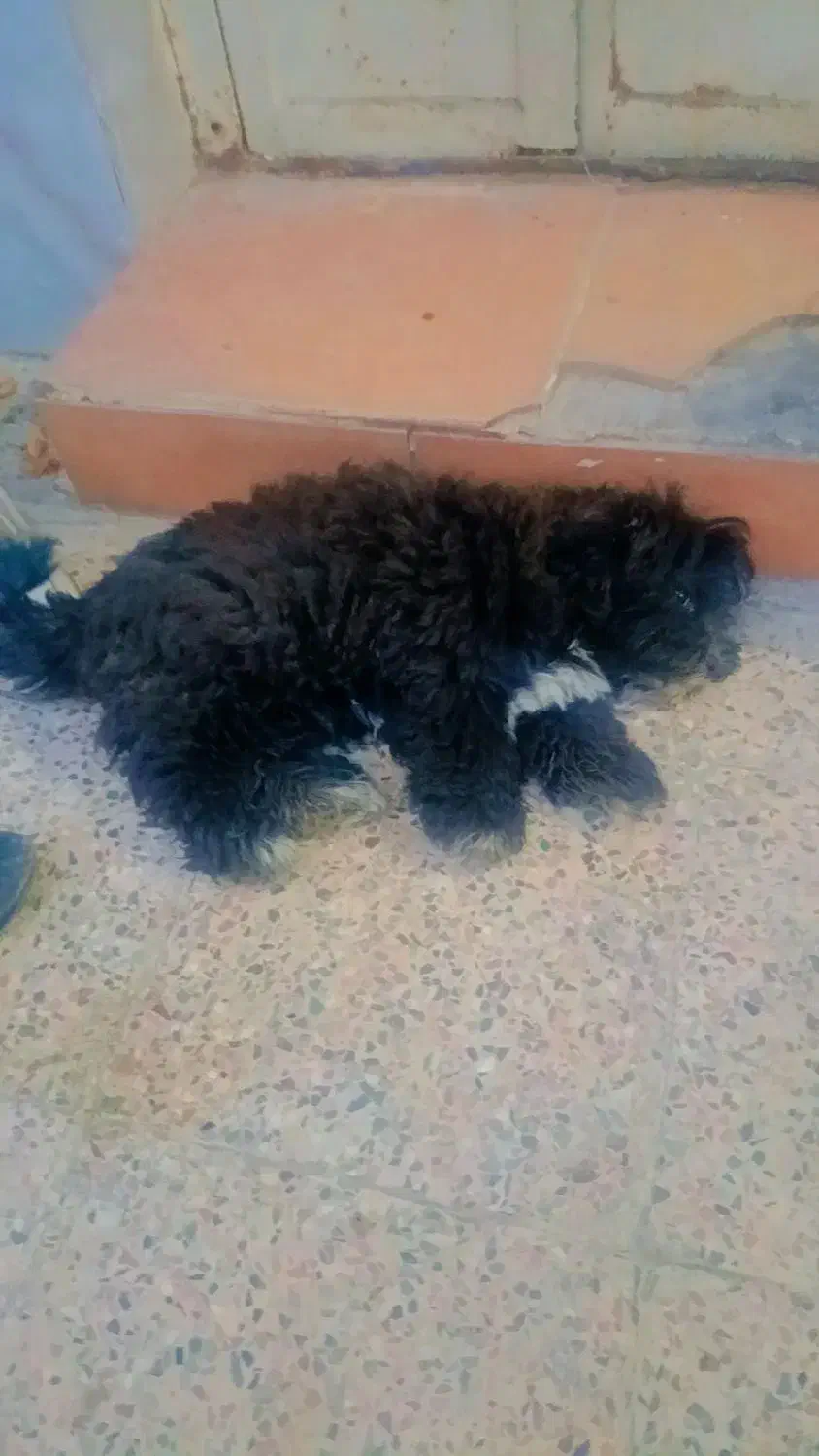 آبادان|سگ|آبادان, |دیوار