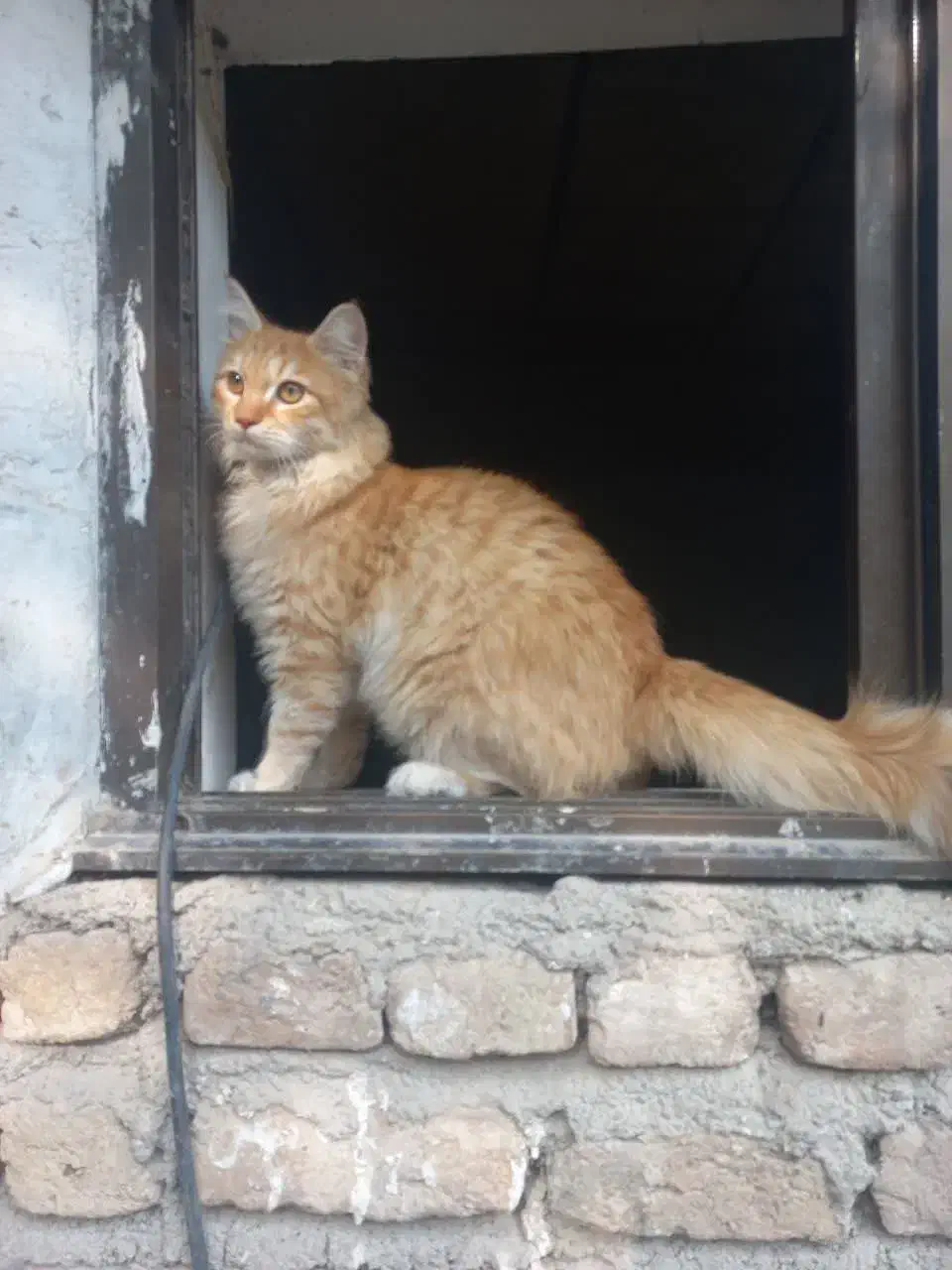 گربه پرشین|گربه|گرگان, |دیوار