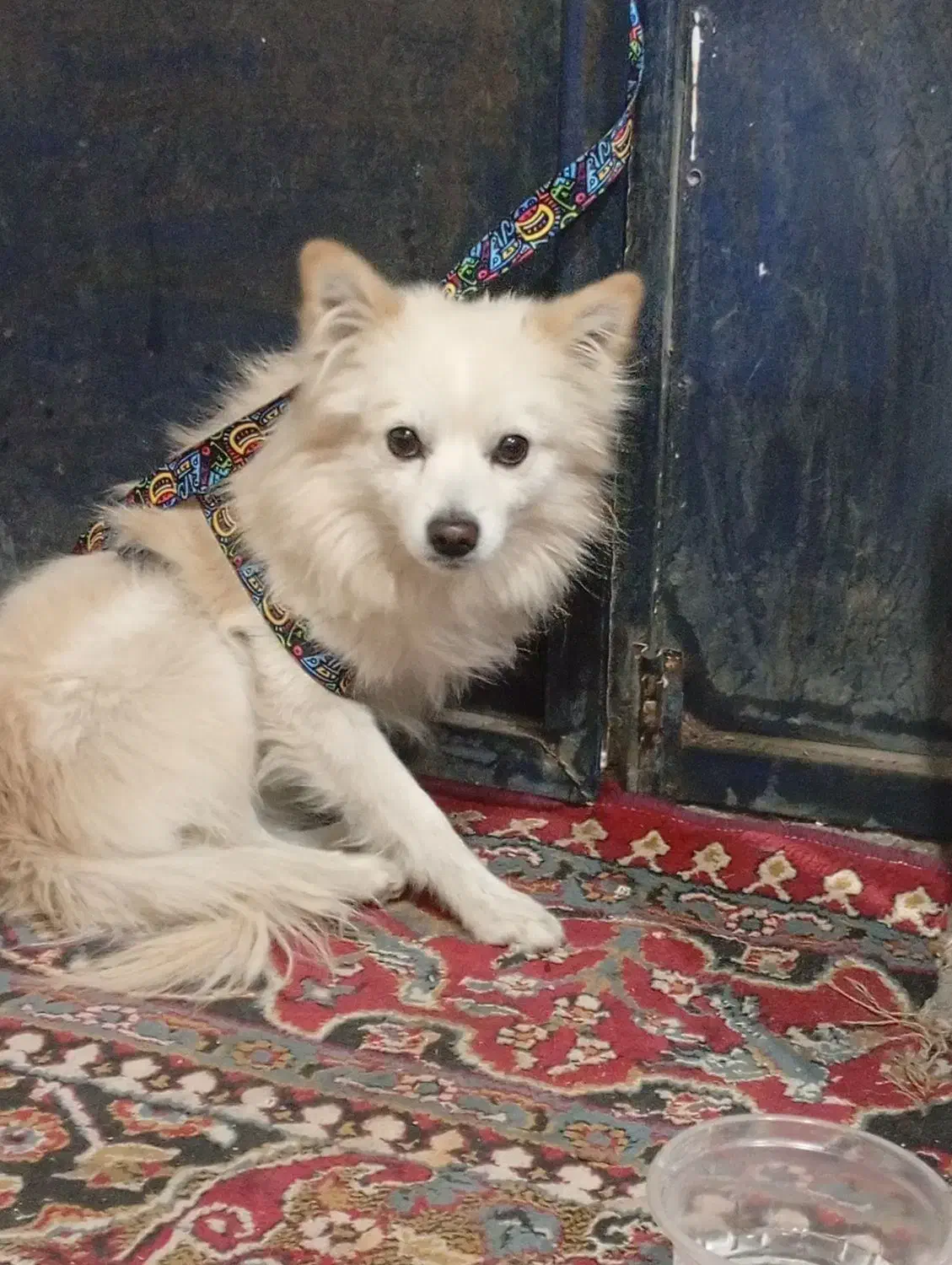 پامر روباهی نر|سگ|اصفهان, پوریای ولی|دیوار