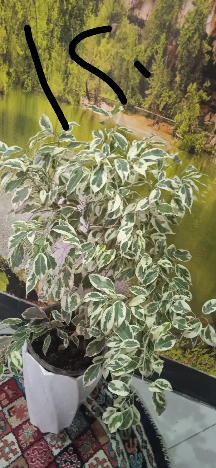 گل کم آب کم نور|گل و گیاه طبیعی|بروجرد, |دیوار