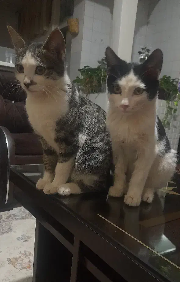 واگذاری|گربه|قزوین, |دیوار