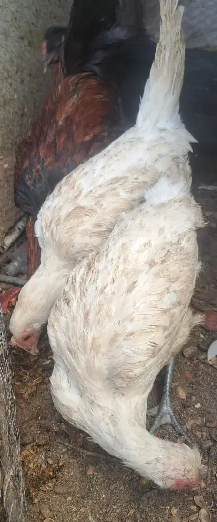 2عدد جوجه محلی با1عدد خروس محلی|حیوانات مزرعه|سیرجان, |دیوار