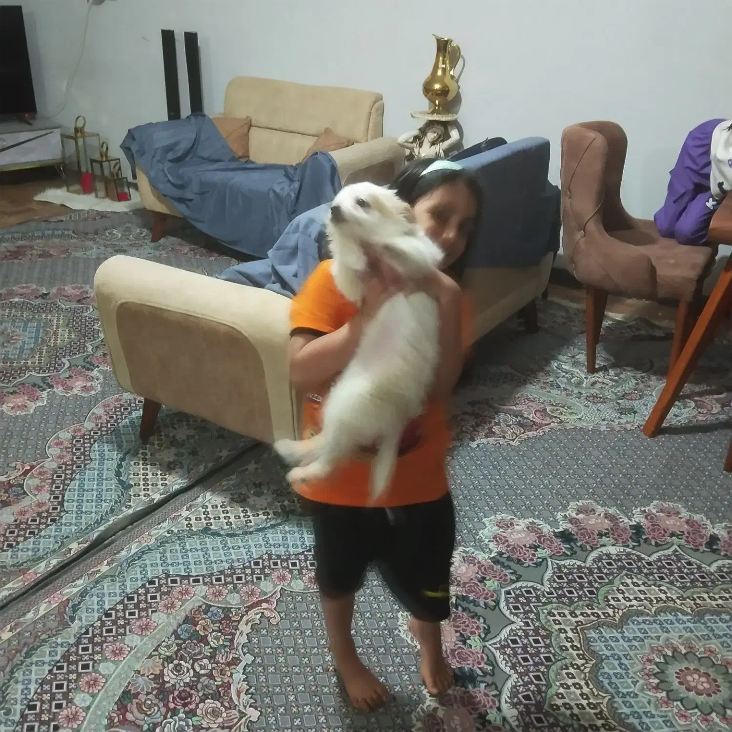 سلام پشمالو نژاد دار|سگ|اهواز, مجاهد|دیوار