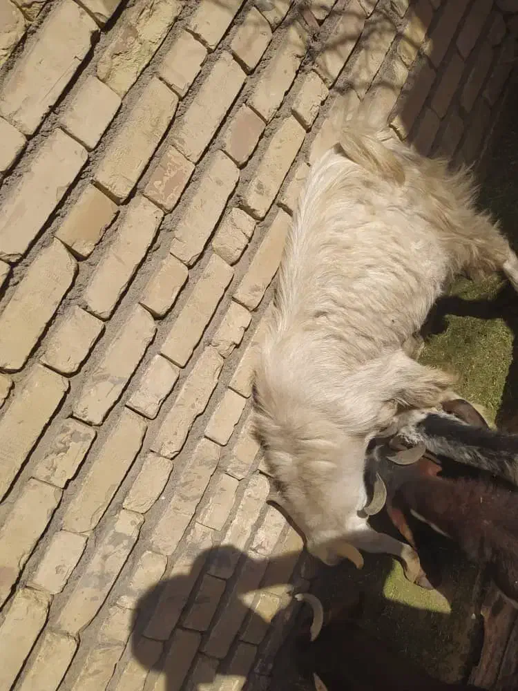 سلام دوستان عزیز|حیوانات مزرعه|جیرفت, |دیوار