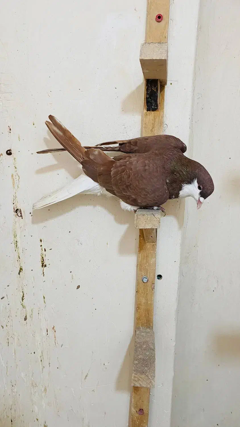 کفتر یا کبوتر طاووسی پلاکی عتیغه ساده سرخ|پرنده|مشهد, نیزه|دیوار