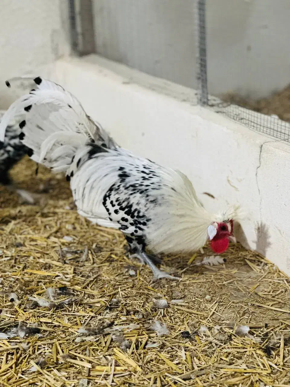 فروش مرغ وخروس زینتی اپنزلر سیلور|حیوانات مزرعه|هشتگرد, هیو|دیوار