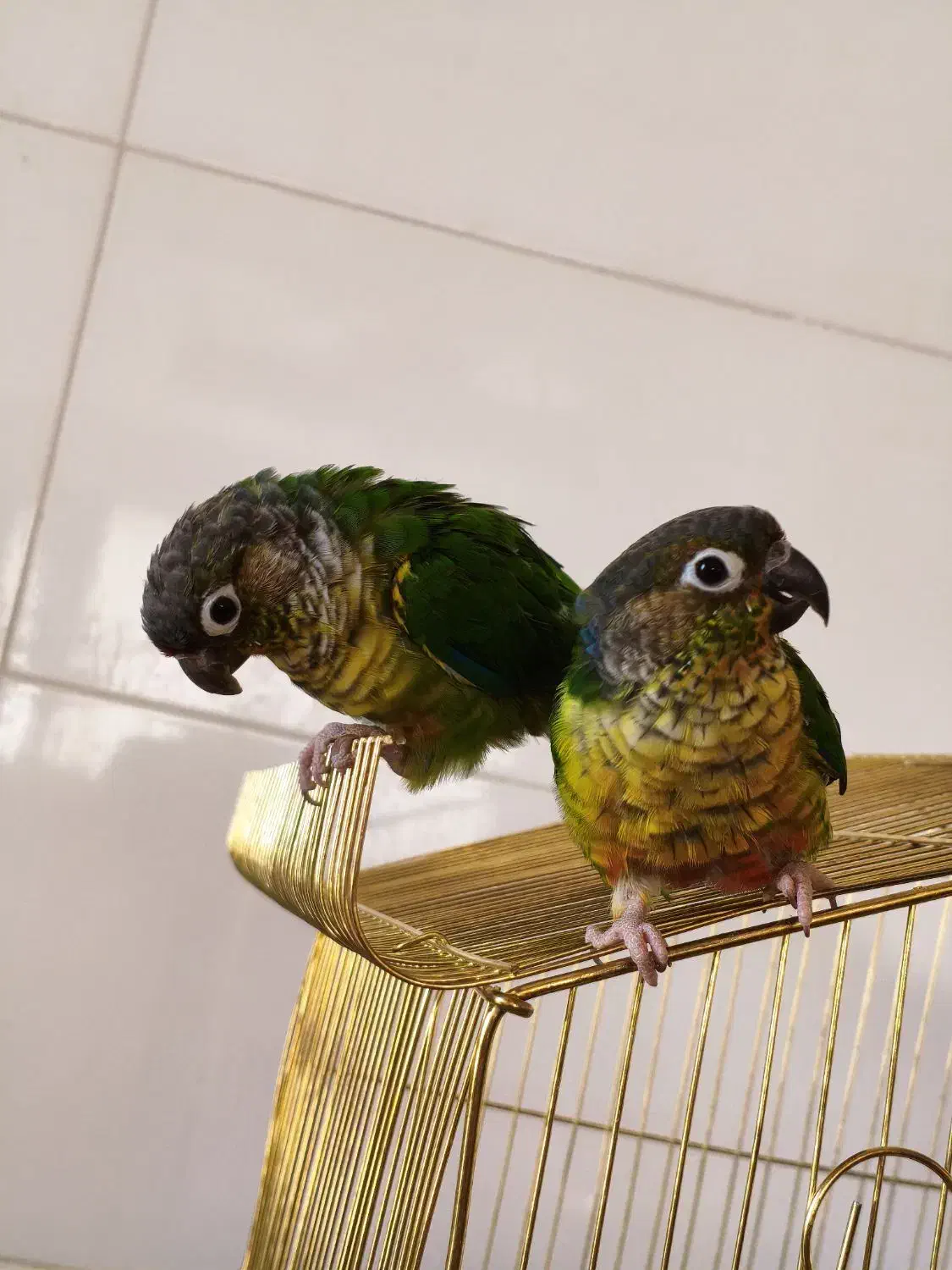 طوطی گرینچیک|پرنده|ایلام, |دیوار