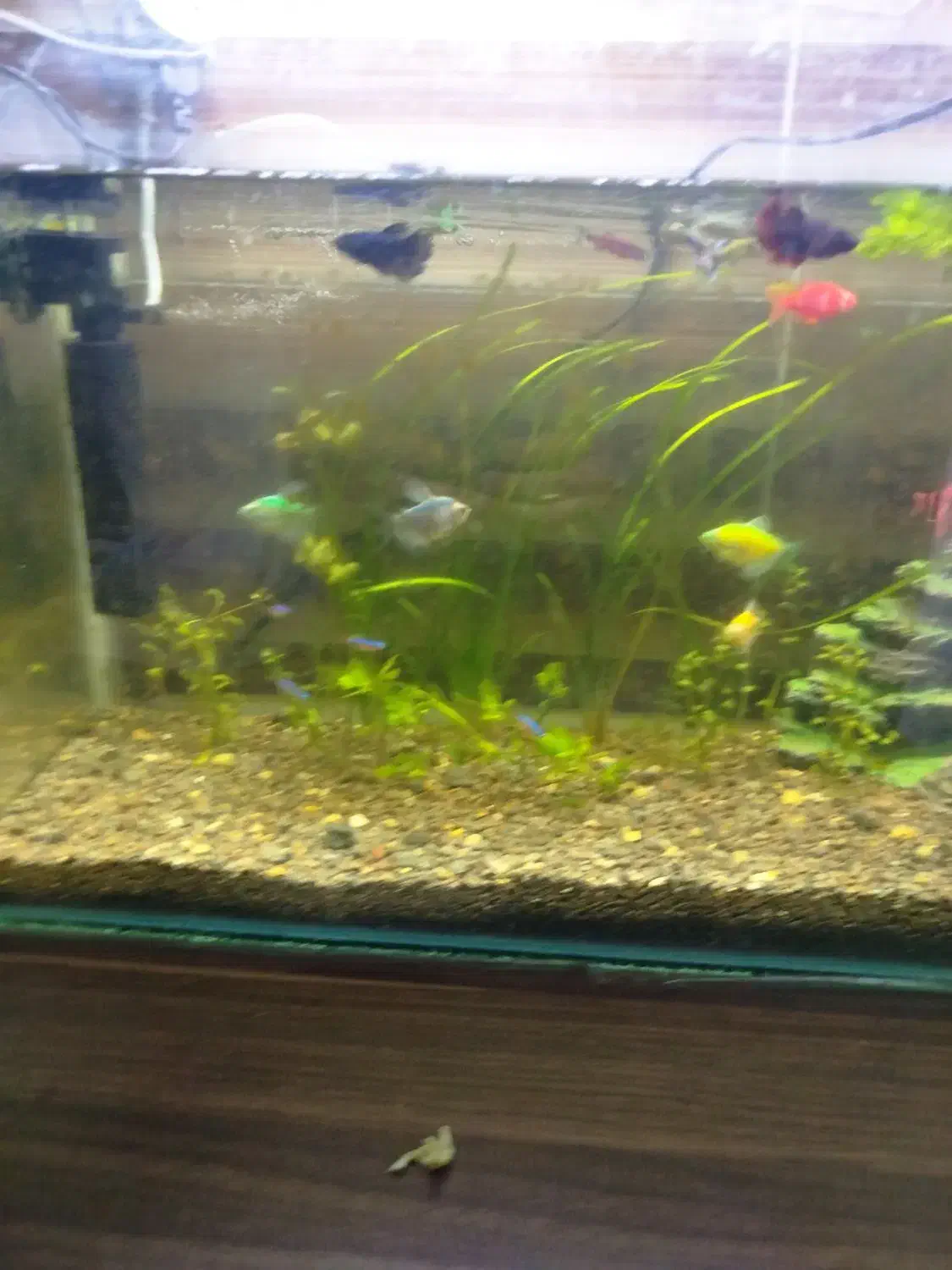 اکواریوم|ماهی|مشگین شهر, |دیوار