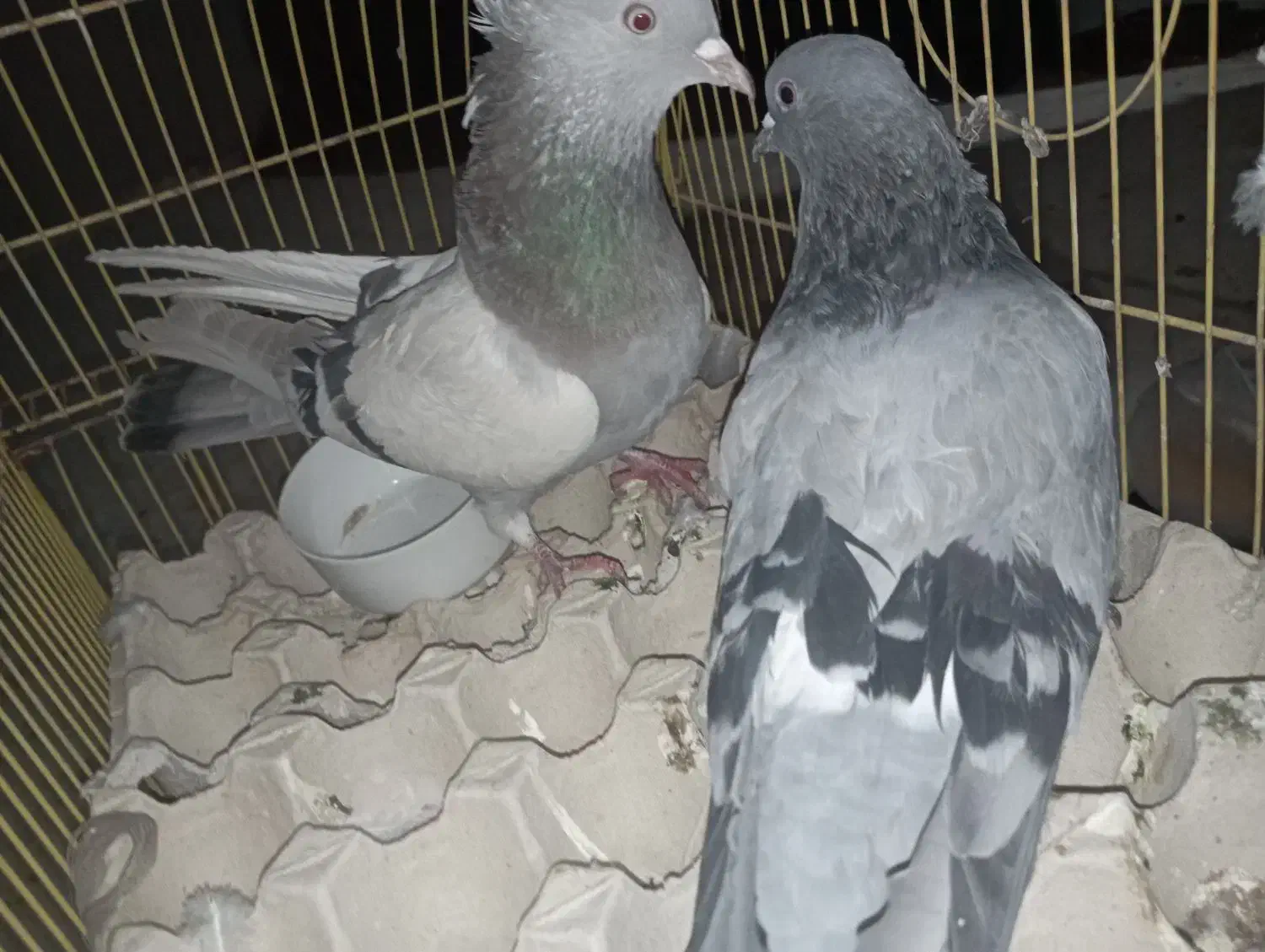 ماده اصفانی|پرنده|اصفهان, اندوان|دیوار