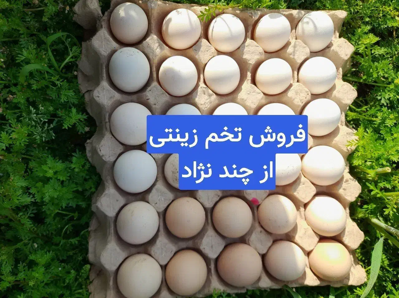 فروش تخم نطفه دار زینتی(ارسال به سراسر کشور)|حیوانات مزرعه|بابل, |دیوار