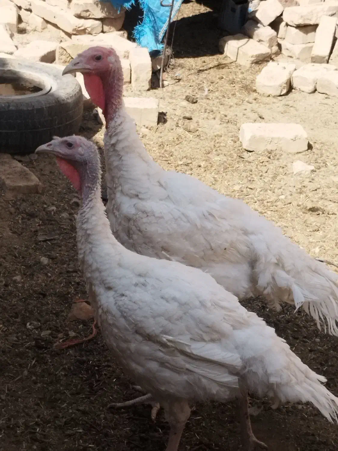 بوقلمون|حیوانات مزرعه|خاش, |دیوار