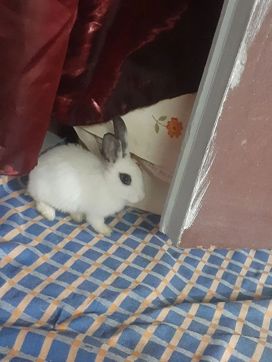 خرگوش|موش و خرگوش|شیروان (خراسان), |دیوار