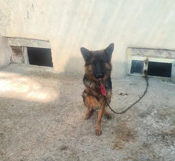 ژرمن شپرت بلک قهوی ماده 6م اصیل9ماه|سگ|اندیمشک, |دیوار