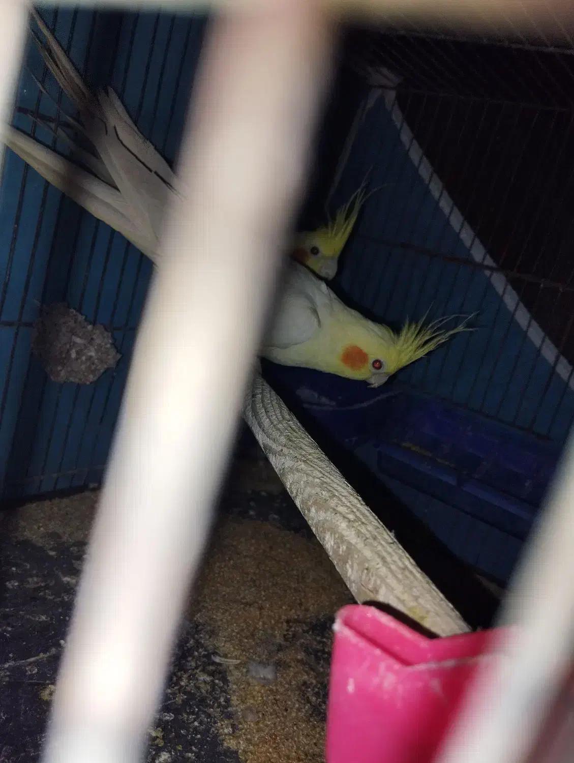 عروس هلندی ماده لوتینو با تخم|پرنده|زاهدان, |دیوار