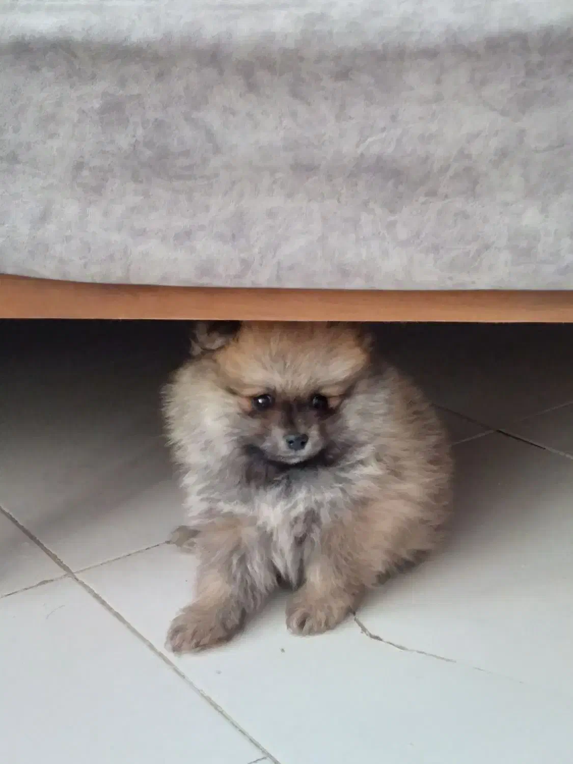 سگ پامر خرسی کاراملی|سگ|پردیس, فاز ۴|دیوار