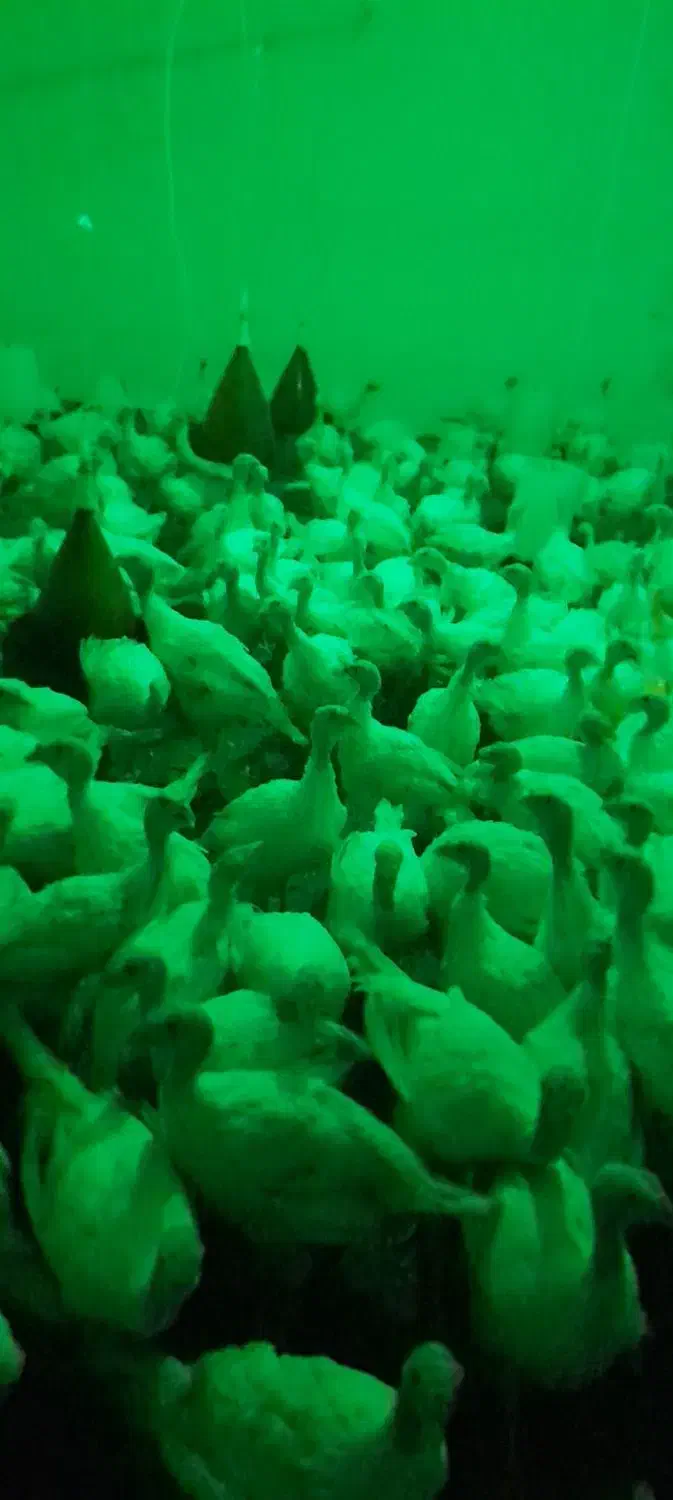 بوقلمون بیوتی وبوقلمون برنز موجود هست|حیوانات مزرعه|فامنین, |دیوار