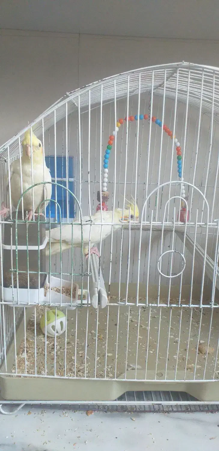 فروشی|پرنده|قم, علی آباد سعدگان|دیوار