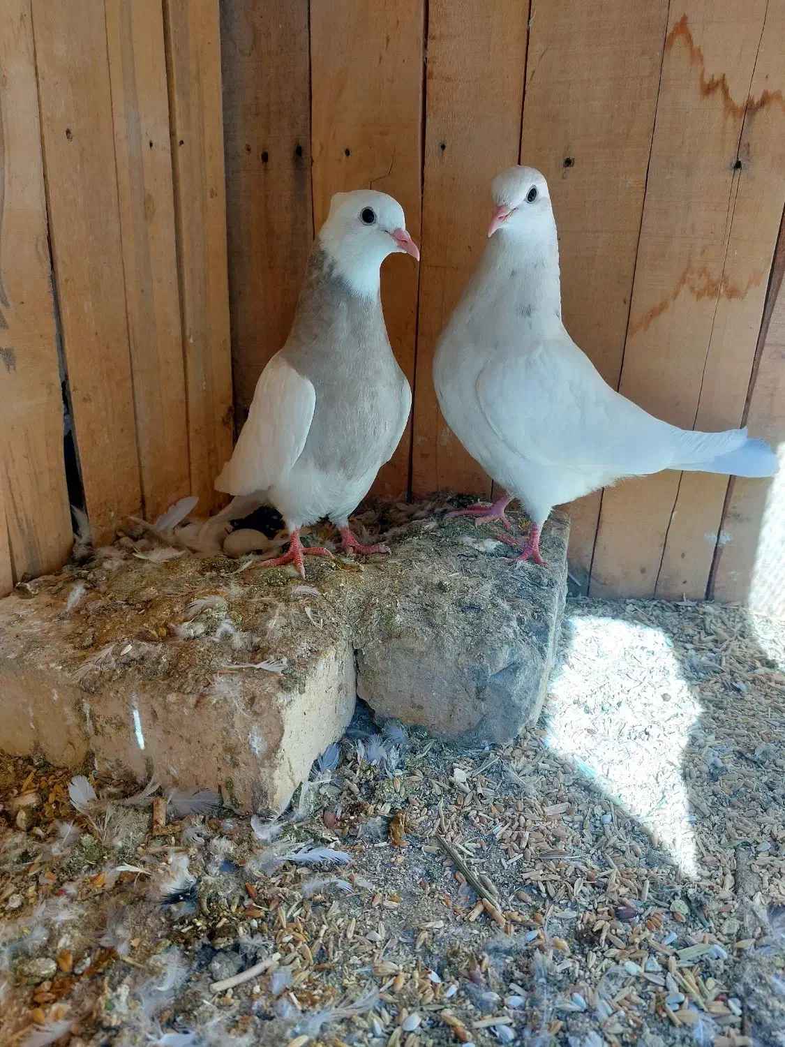 کبوتر طوقی|پرنده|رودشت (اصفهان), |دیوار