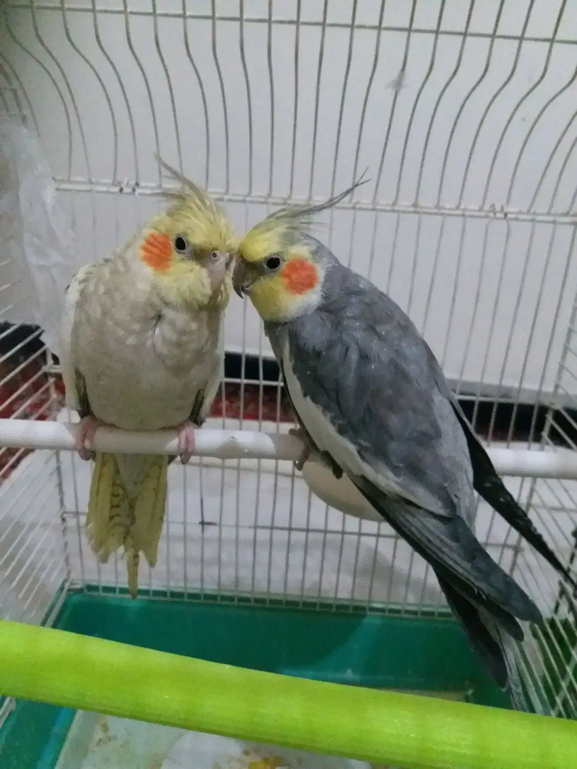 عروس هلندی|پرنده|صحنه, |دیوار