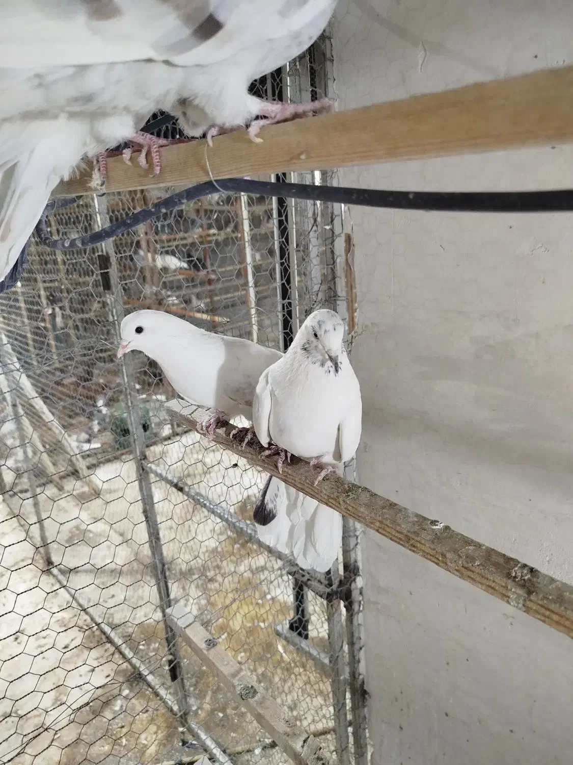 سلام تعدادی مایه کفتر درجه یک|پرنده|سپیدان, |دیوار