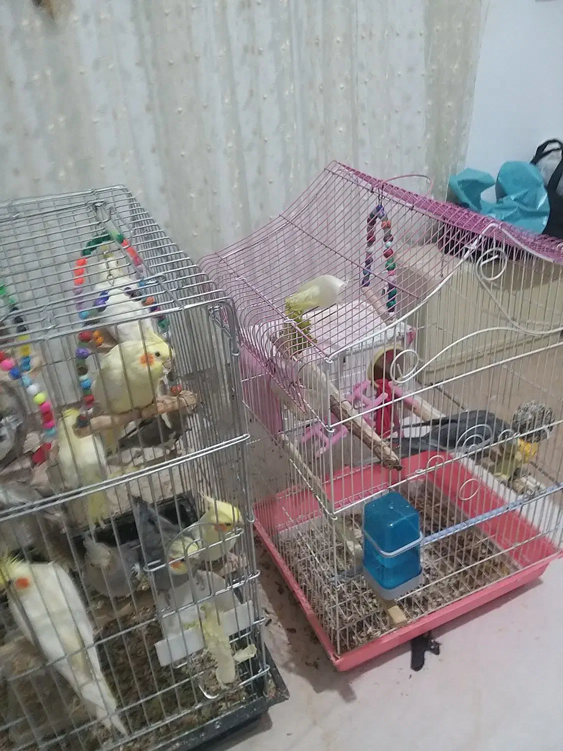 ی تعدادی عروس هلندی فروش یکجا|پرنده|وحیدیه, |دیوار