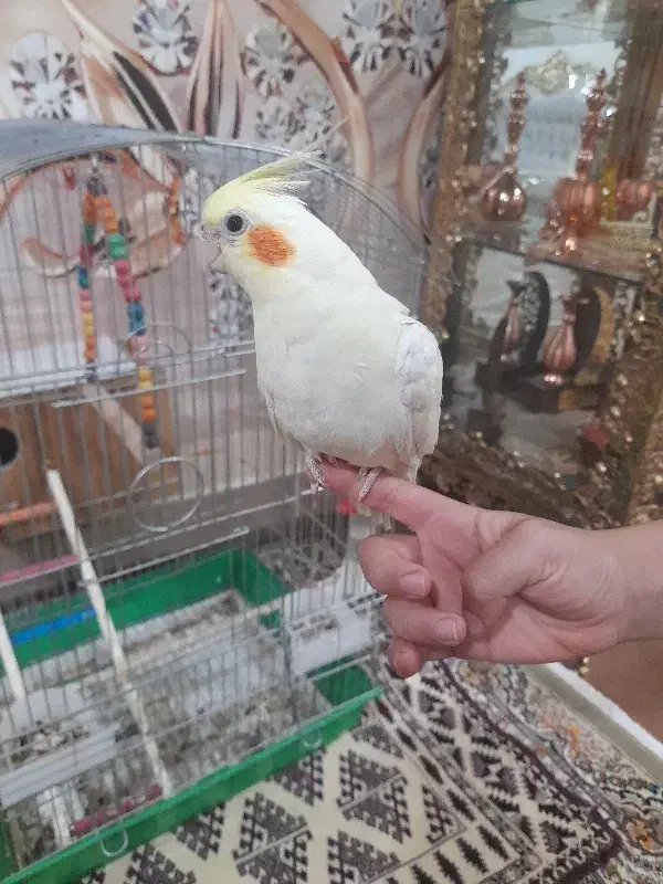 عروس هلندی لوتیتو و قفس و لانه|پرنده|قیدار, |دیوار