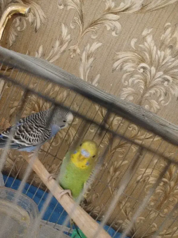 مرغ عشق|پرنده|برخوار, |دیوار