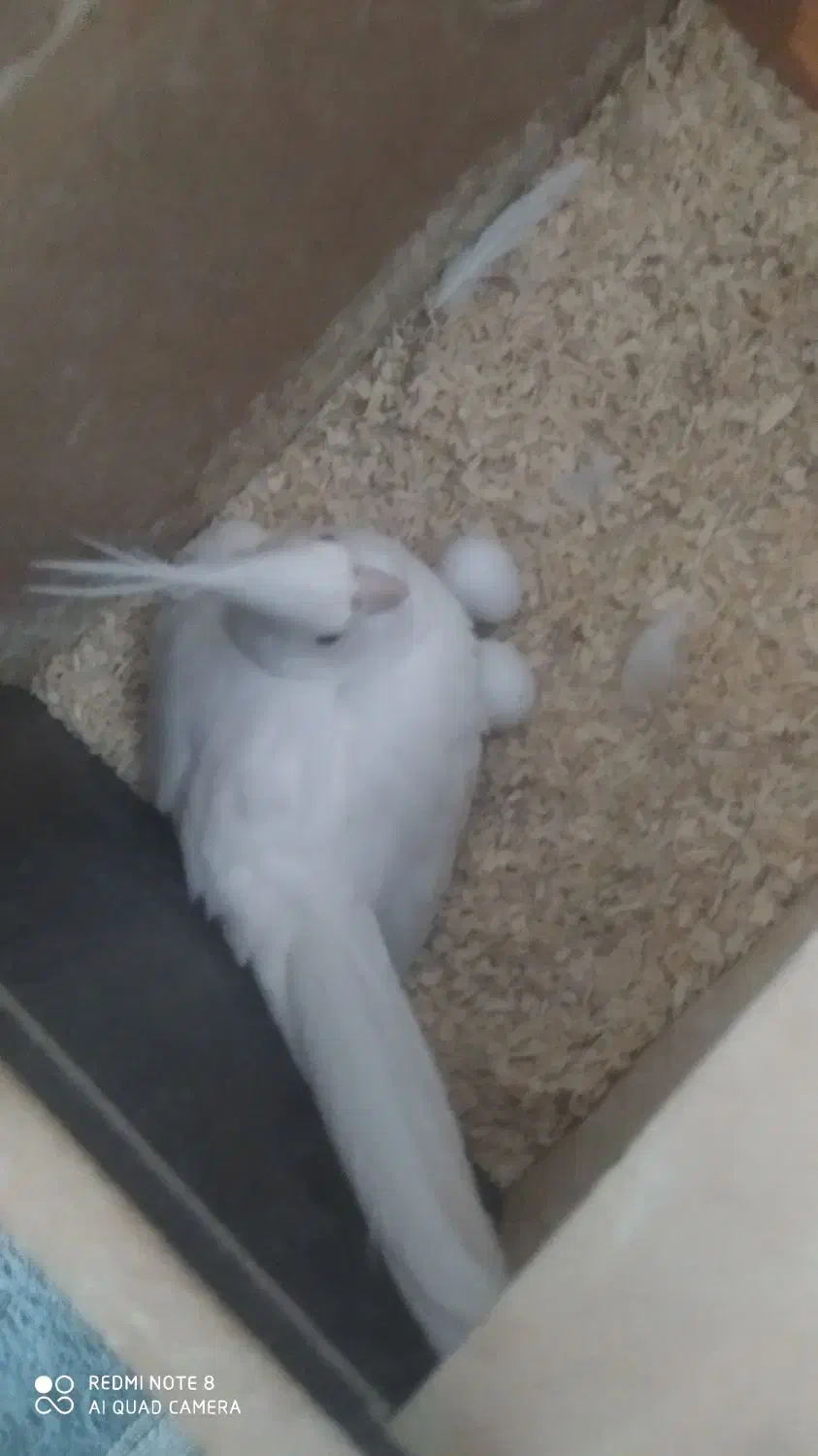 عروس هلندی بکینگ سایز|پرنده|داراب, |دیوار