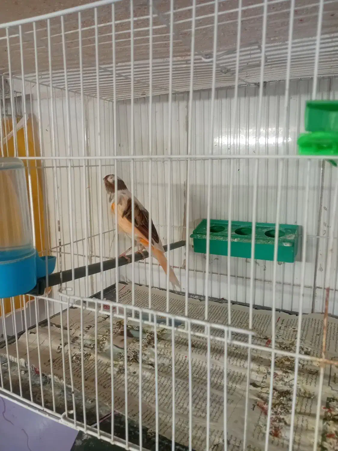 قناری ابلغ سرخ ماده سوپر|پرنده|تربت‌حیدریه, فردوسی جنوبی|دیوار