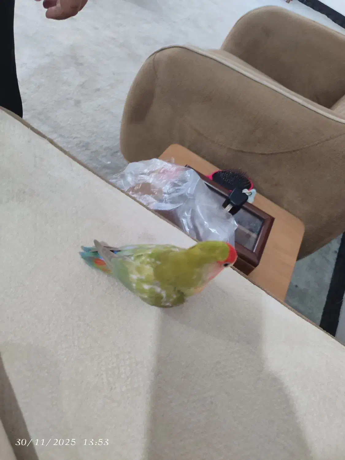 جوجه برزیلی|پرنده|بوشهر, |دیوار