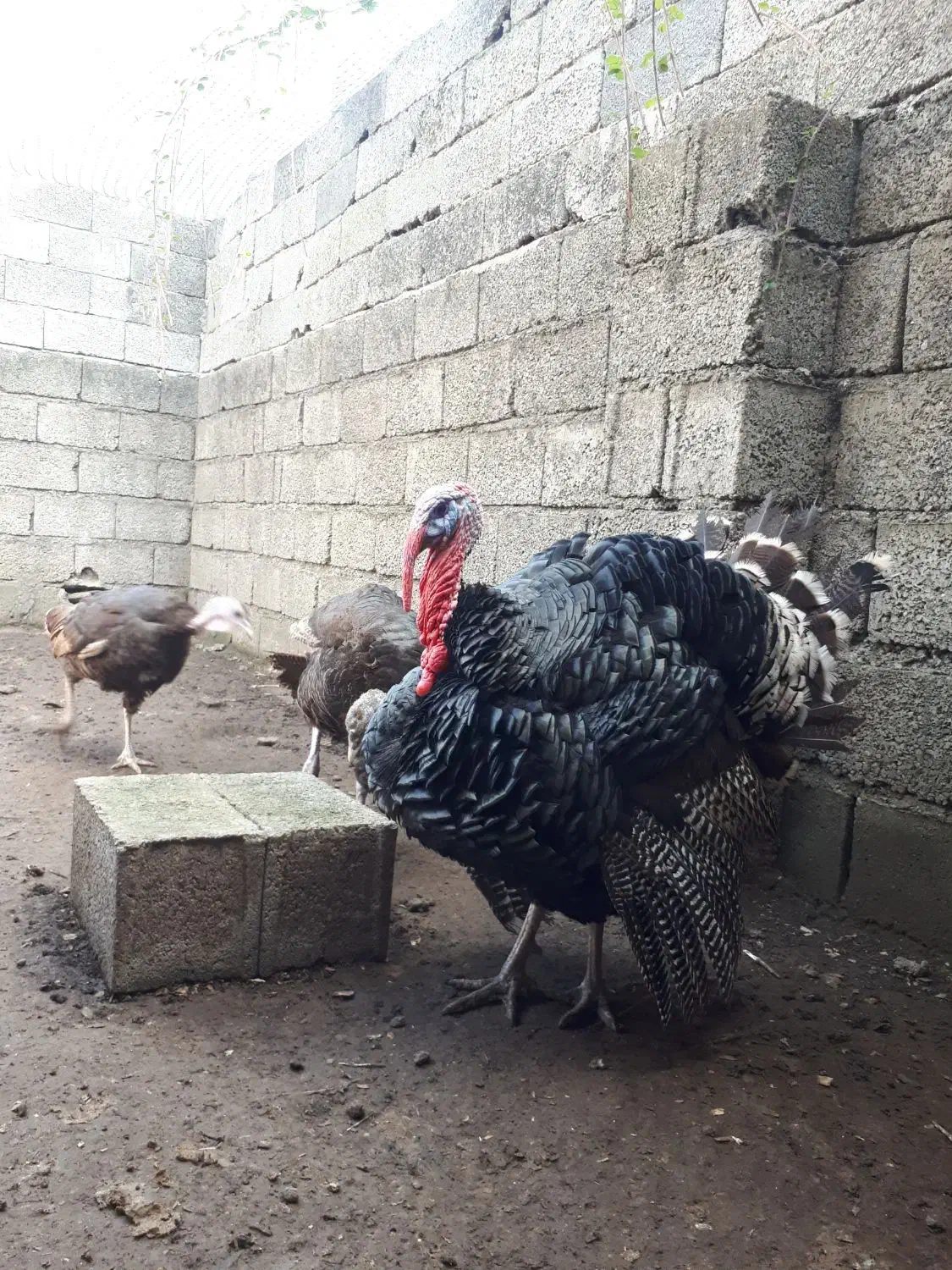 بوقلمون برنز|حیوانات مزرعه|خرم‌آباد (تنکابن), |دیوار